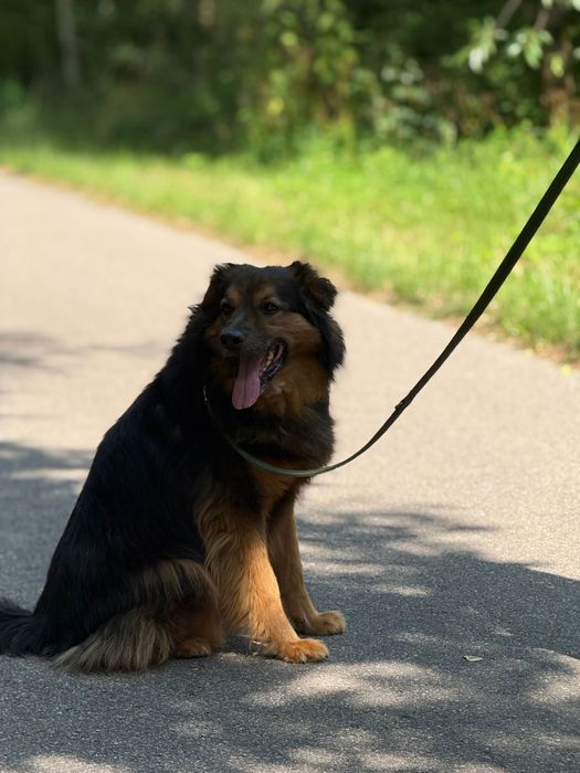 Wrócił z adopcji już dwa razy. Czy Gibson ma szanse na dom?
