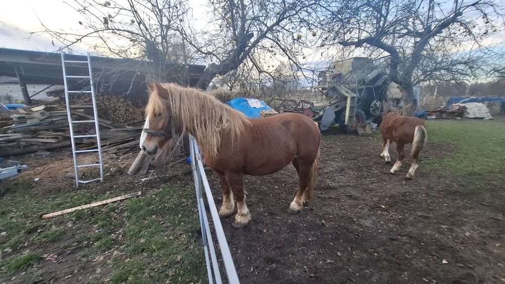 Klacz i źrebak zimnokrwisty