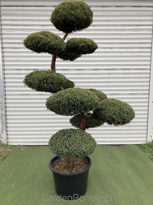 Bonsai z Jałowca "Mint Julep" - Jun. media "Mint Julep" -180 cm