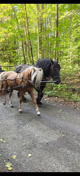 Kuc walijski ogier