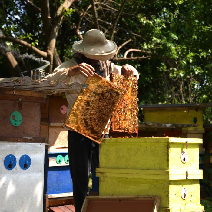 Акацієвий мед 2023 з власної пасіки