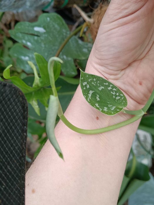scindapsus pstry Argyaeus-cięty szczyt