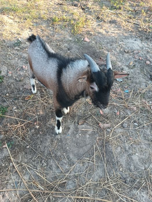 Cabrito para venda com 5 meses.