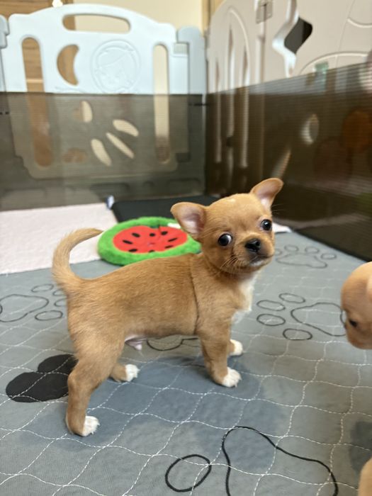Chihuahua samiec FCI ZKWP