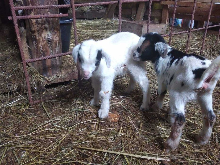 Камерунська коза, декоративна коза, козлята