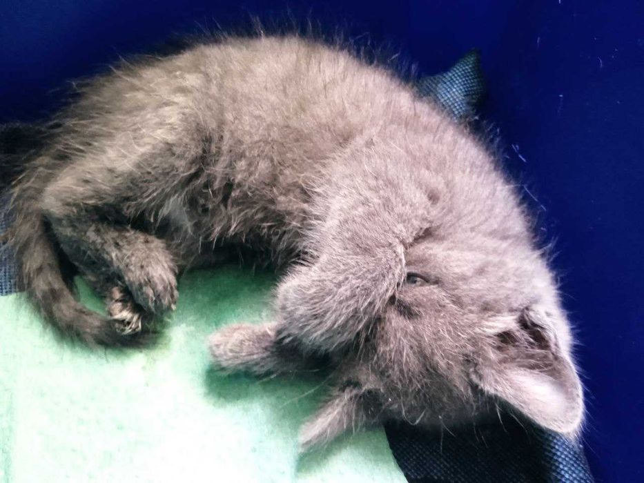 Кошеня у добрі руки