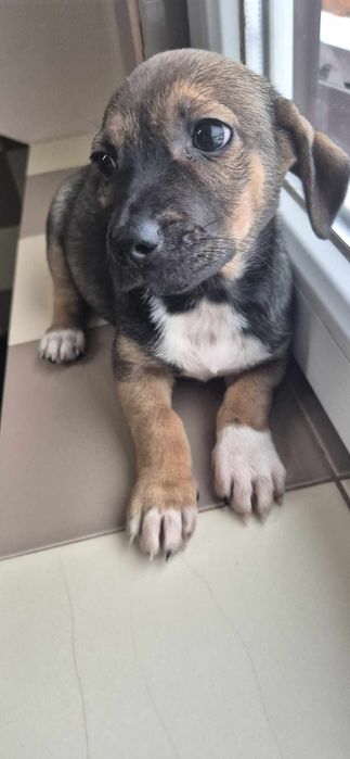 Szczeniaki około 3 miesiące