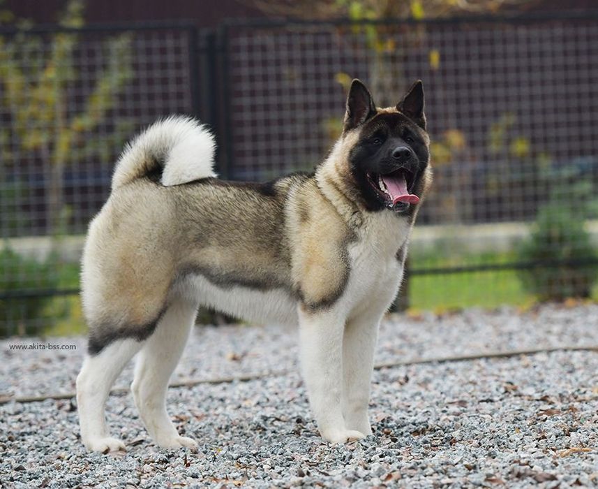 Девочка американской акиты