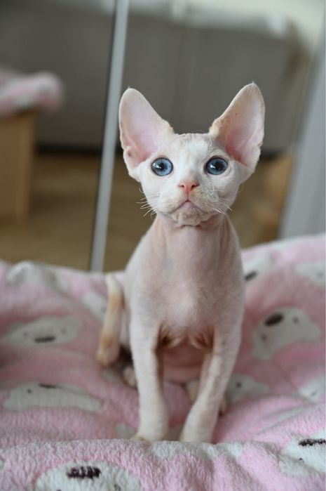 Kocurek Pixel Devon Rex
