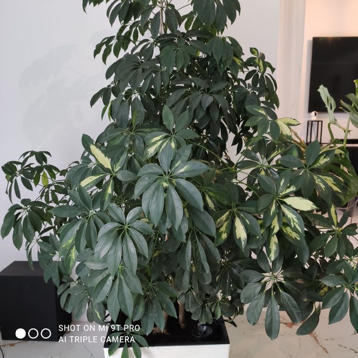 Kwiat doniczkowy SZEFLERA