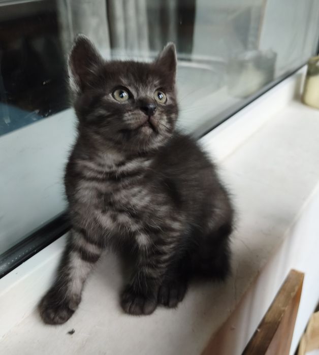 Красивый котёнок, мальчик 1,5 мес.