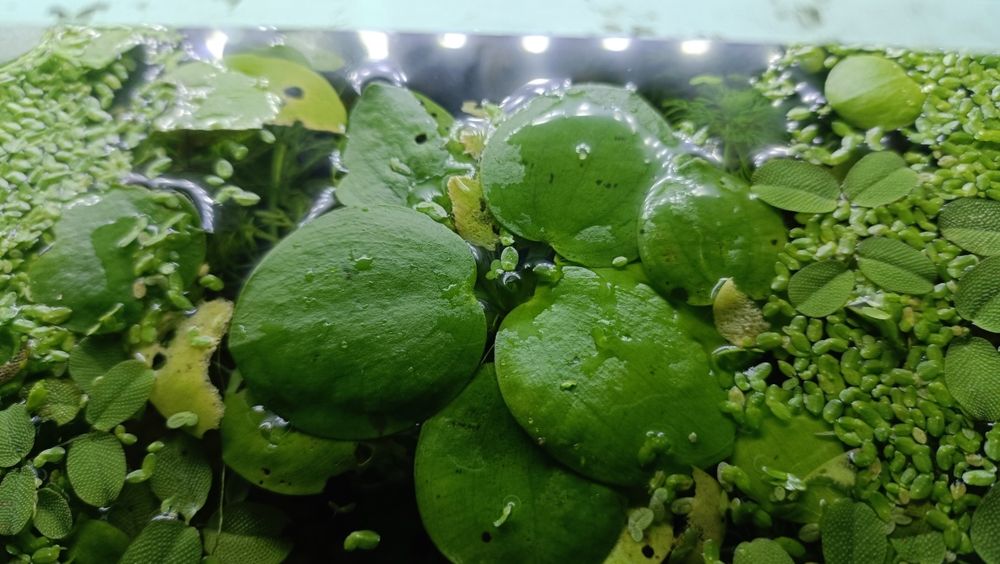 Plantas flutuante para aquário