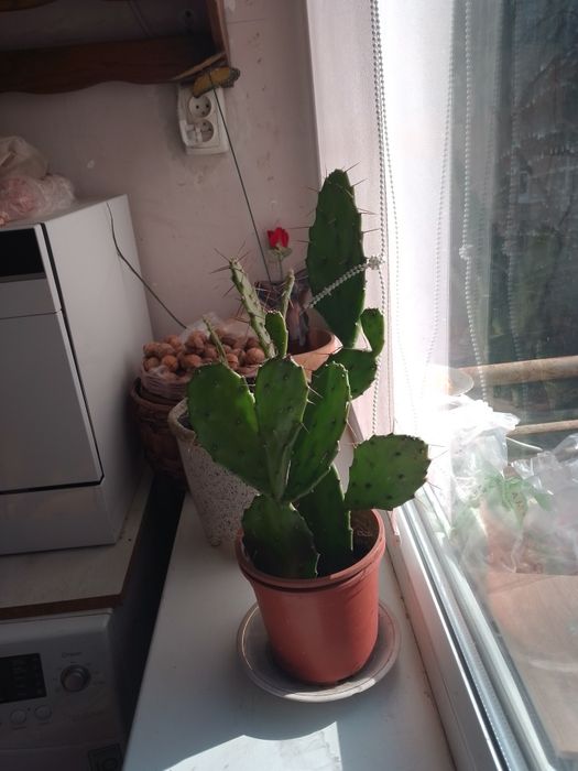 Суккулент кактус опунція та  Крассула Овата (Crassula Ovata),