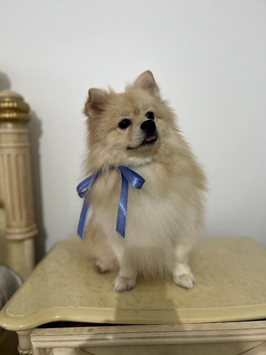 Померанські шпіци — Маленькі моделі для обіймів