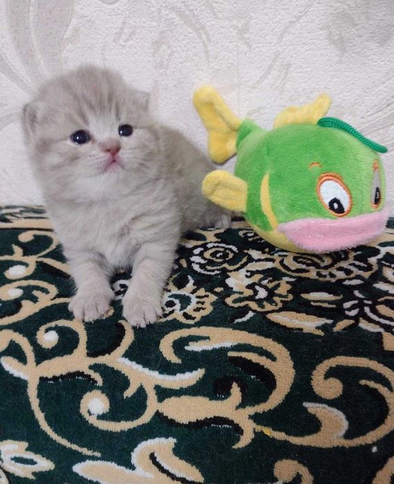 Шотландские котята!!!