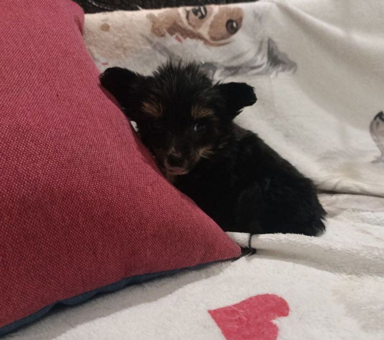 Китайська чубата КСУ FCI