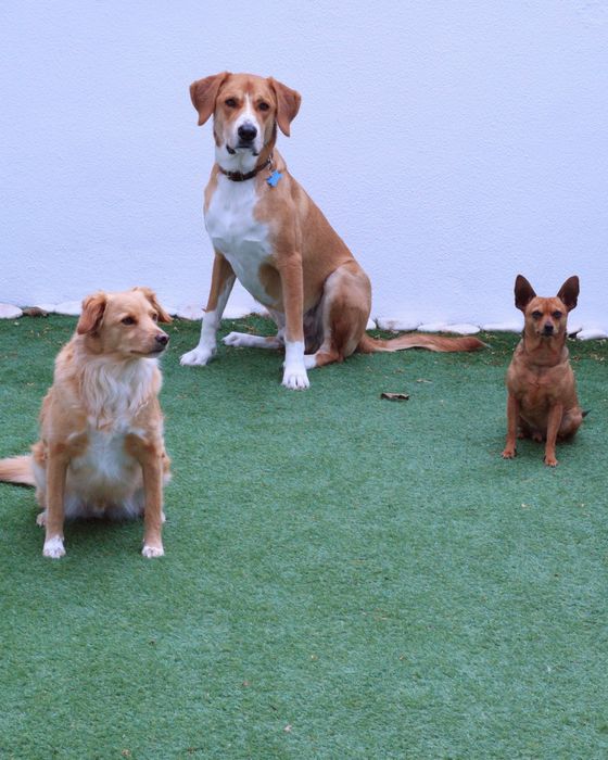 Tomo conta de cães. Pet Sitting, creche, transportes, etc.