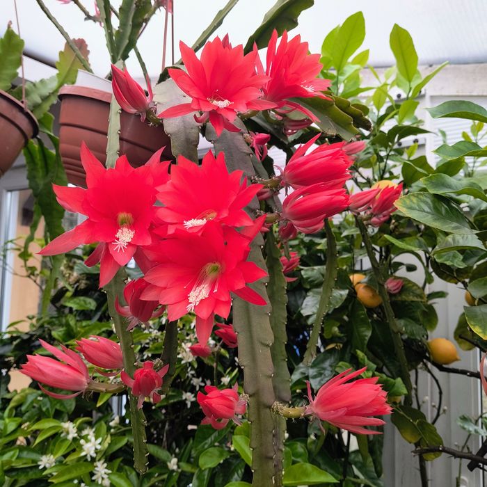 Epiphyllum czerwone