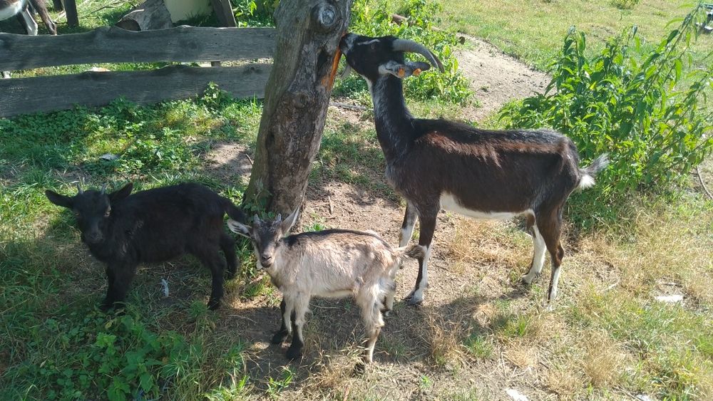 Kozie Mleko stado kolczykowanie