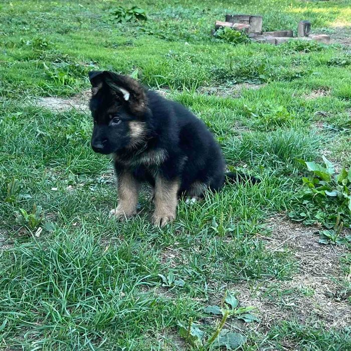 Цуценята німецької вівчарки, 1,5 міс.