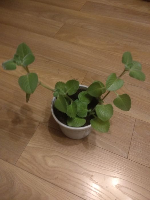 Dwie duże sadzonki mięty domowej