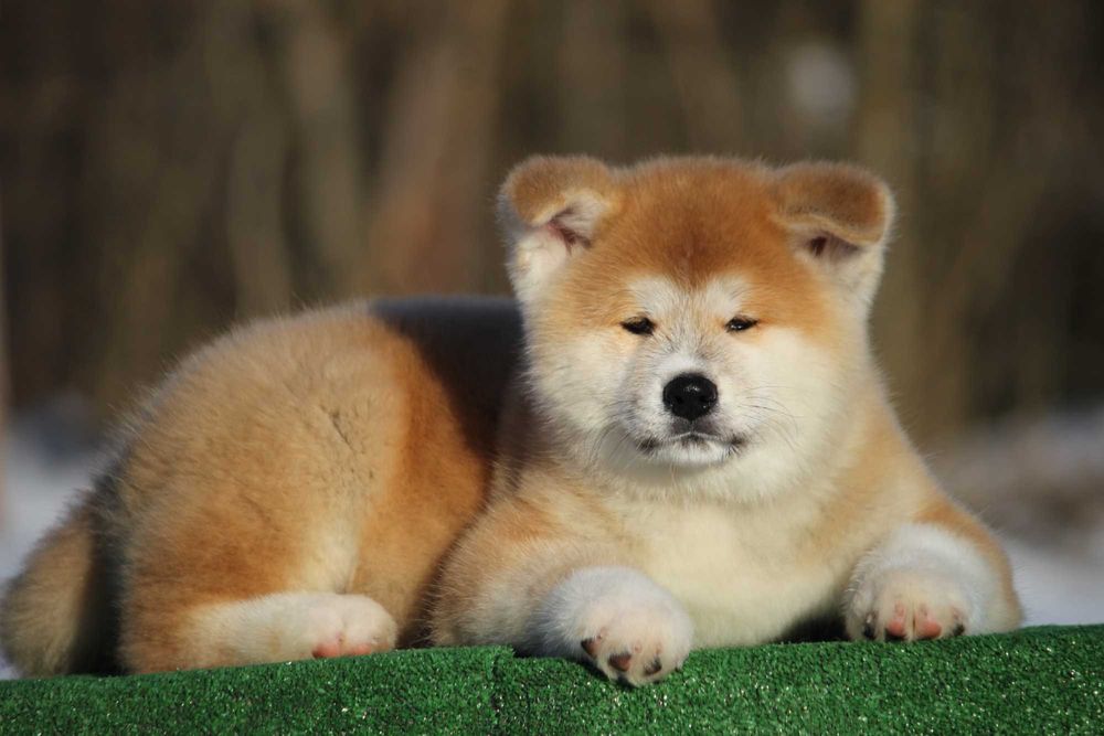 Цуценята Акіта іну від чемпіонів