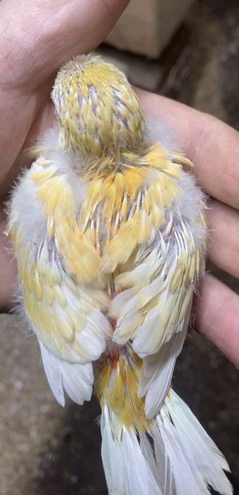 Red rumpede criar á mão