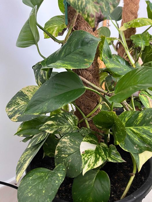 Oportunidade: Plantas Naturais de Interior , tamanho Grande!