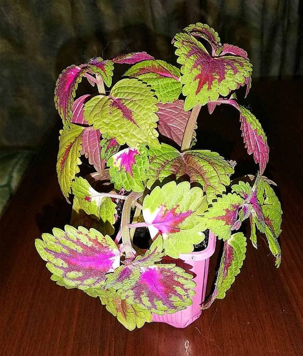 Колеус молоді рослини