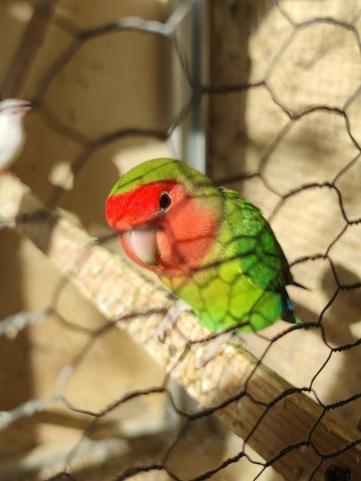 Vendo casal de agapórnis