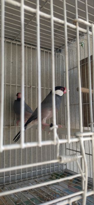 Pardal de Java ou troco.