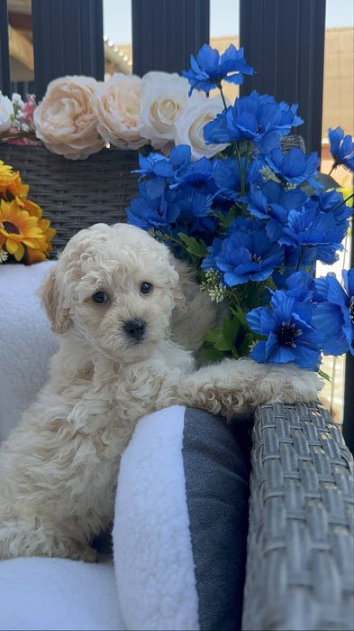 Ніжний хлопчик мальтіпу