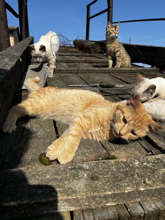 Котенята . Безкоштовно . Шукають дім