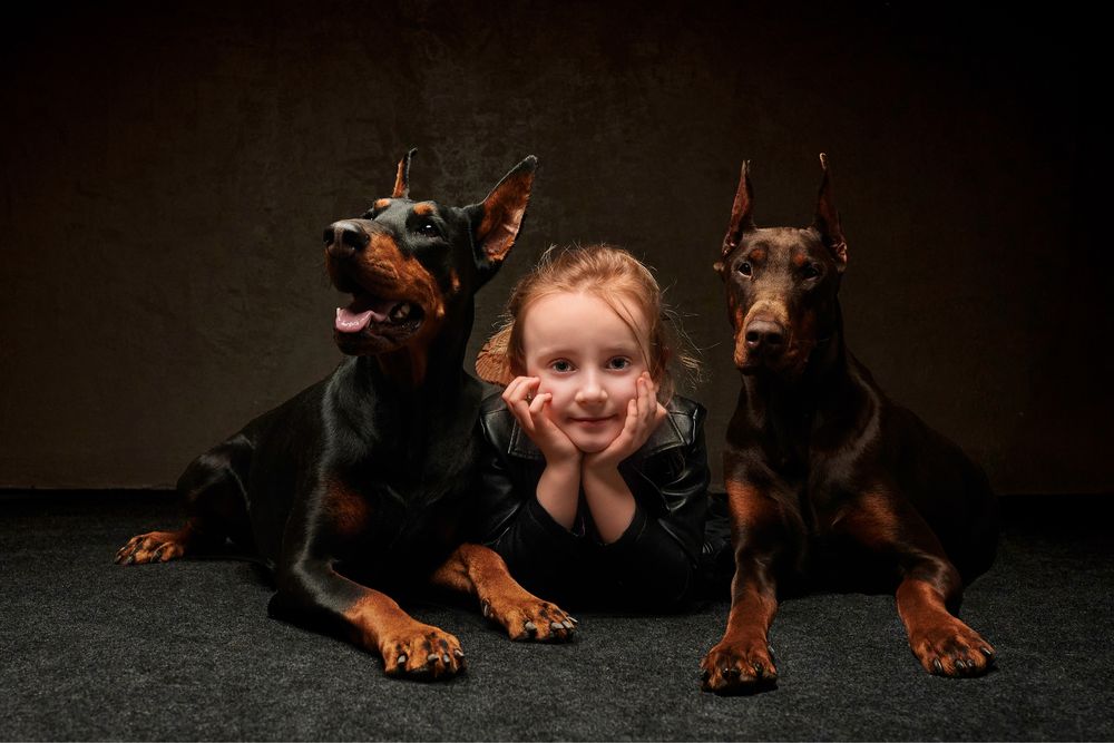 Doberman FCI suczka
