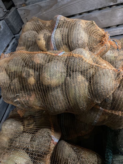 Buraki PASTEWNE dla zwierząt