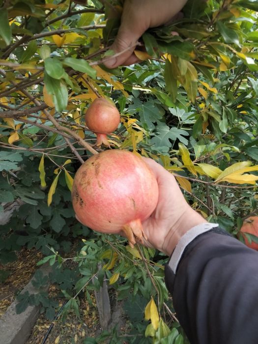 ГРАНАТ САЖЕНЦЫ ПРОДАМ.гюлоша розовая . крымский полосатый.хурма,