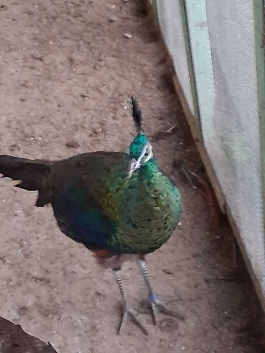 Pavoas muticus imperator