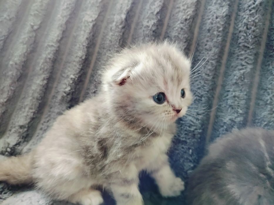 Котята вислоухие