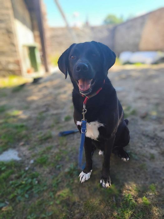 KENZIK radosny, lubi zabawy z psami do adopcji