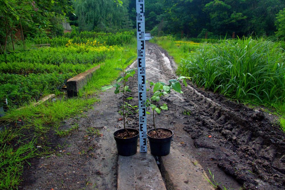 Graby na żywopłoty