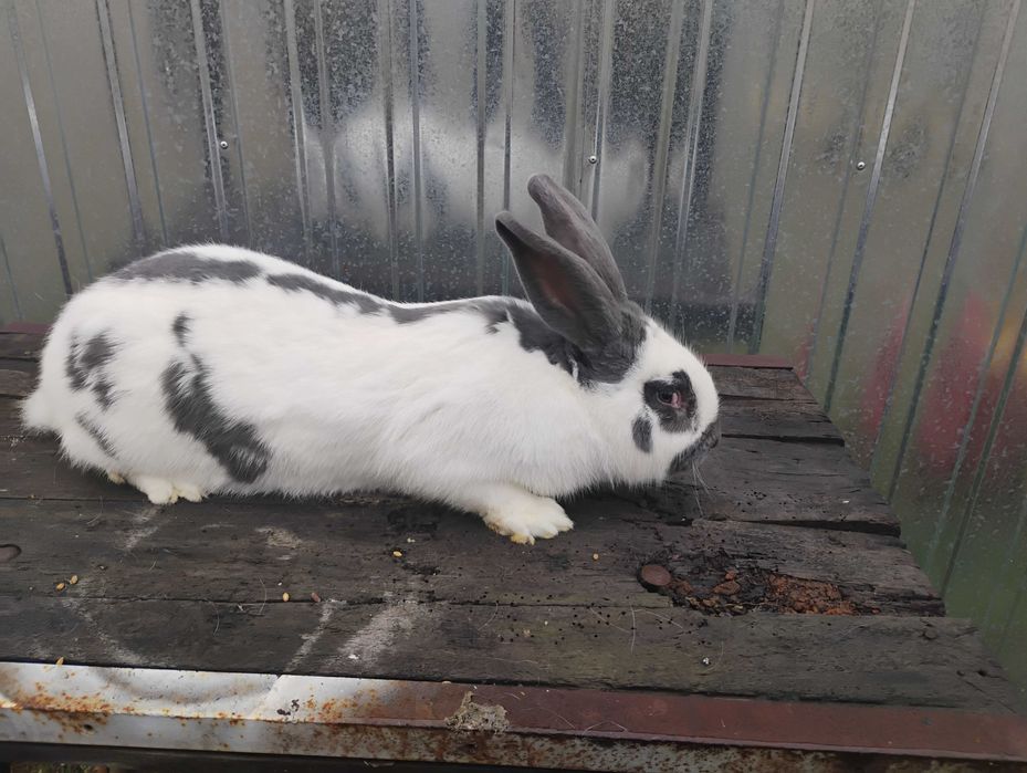 Króliki srokacze niemieckie