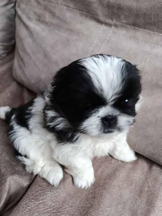 Продаються дівчатка пекінеси