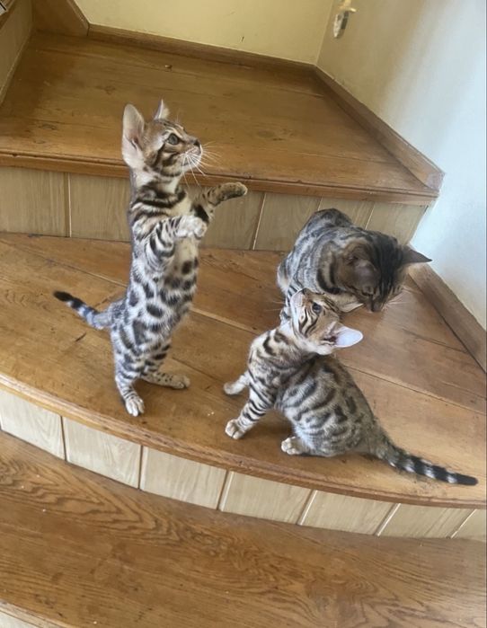Бенгальські кошенята