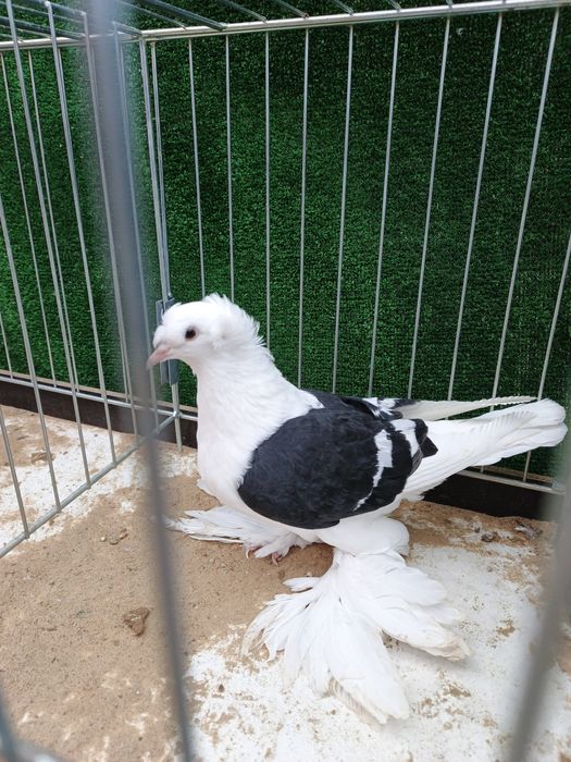 Bok saksoński samica