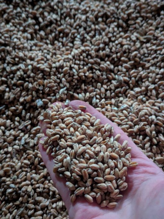 Sprzedam pszenicę 2025 zbiór