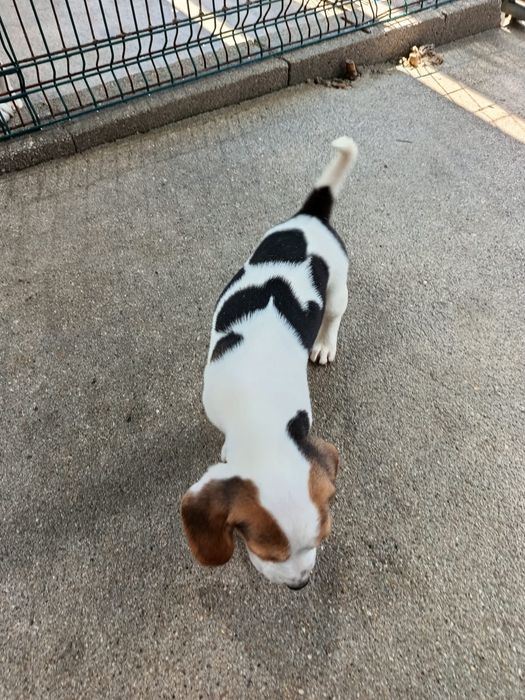 Beagle disponível