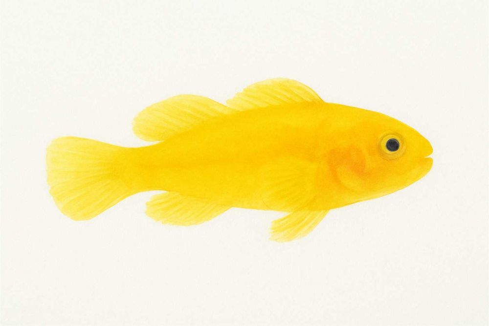 Gobiodon okinawae - ryba - akwarium morskie.