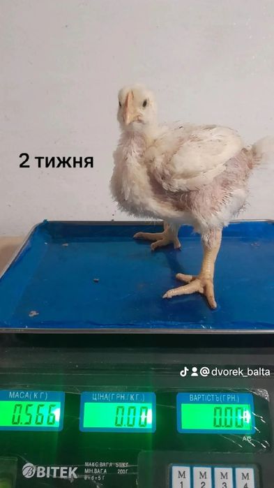 Комбікорм для бройлерів