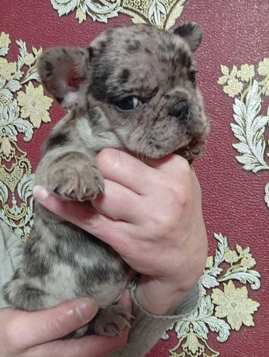 Французький бульдог цуценята щенки