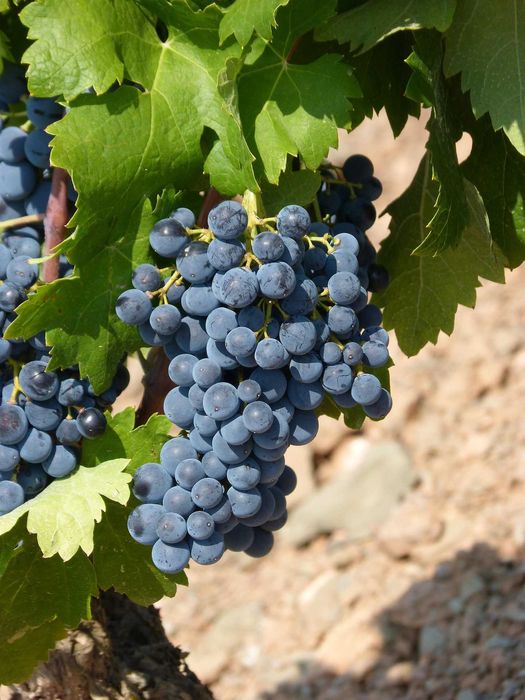 3 LETNIE 70cm Sadzonki winogrona! Winogron Bezpestkowy i Deserowy